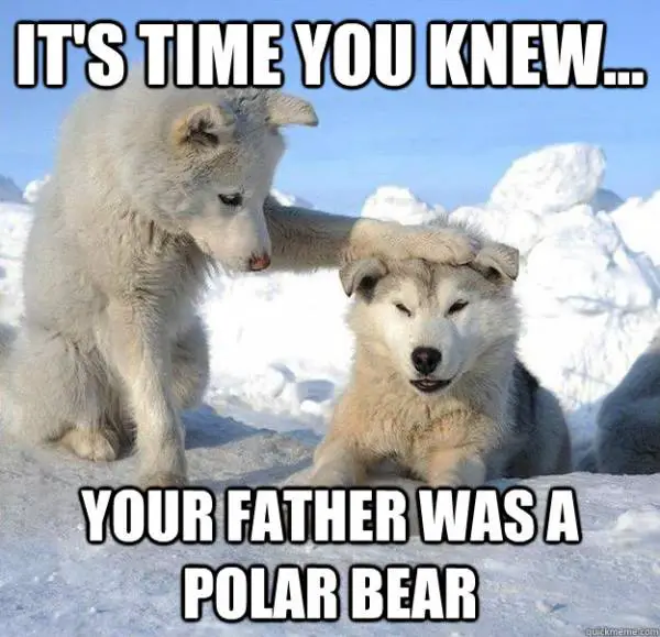 It's Time you Knew, Your Father was a Polar Bear